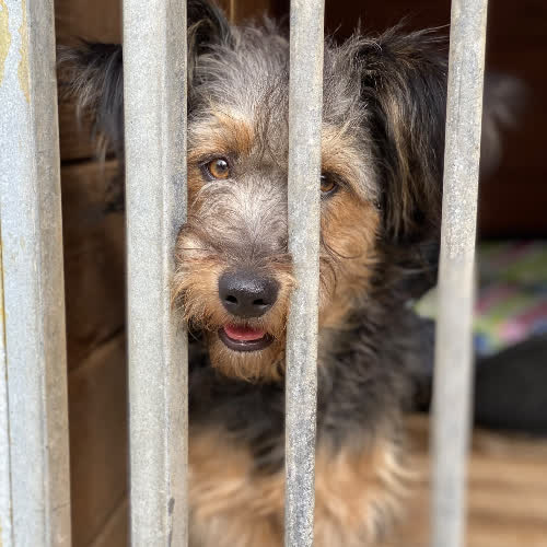 Psy ze schroniska do adopcji Dusia