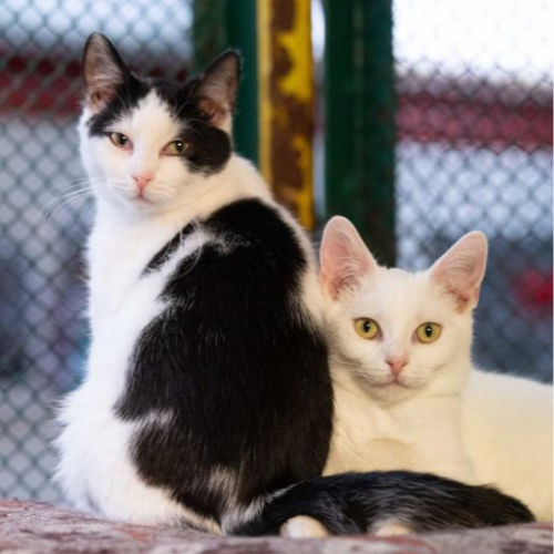 Koty ze schroniska do adopcji Sid i Maniek