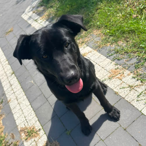 Psy ze schroniska do adopcji Czempion