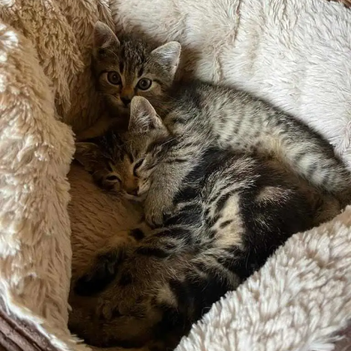 Koty ze schroniska do adopcji Kropka i Przecinek