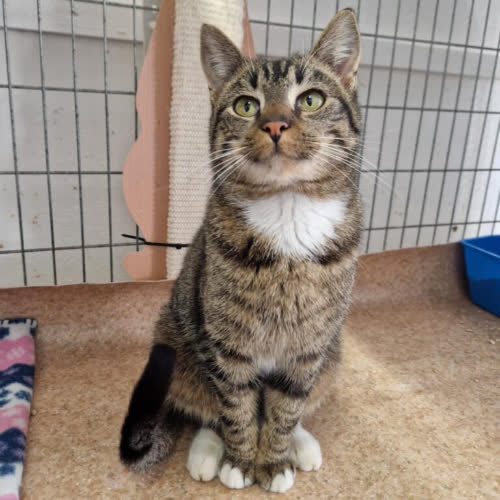 Koty ze schroniska do adopcji Kicek