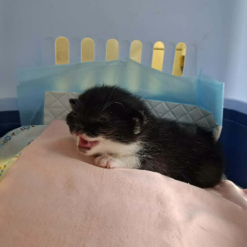 Koty ze schroniska do adopcji Velaya