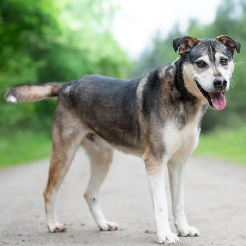 Psy ze schroniska do adopcji Pojętny SOLAN 