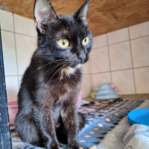Koty ze schroniska do adopcji Helenka