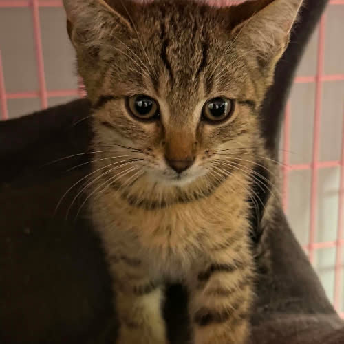 Koty ze schroniska do adopcji Kociak bury