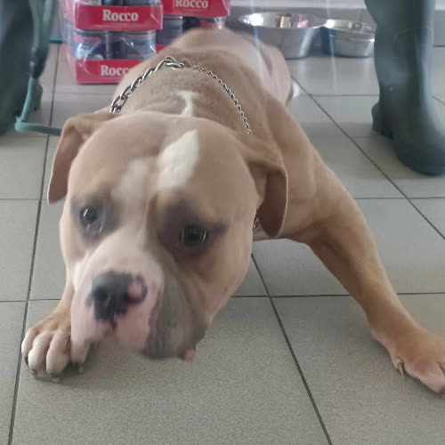 Psy ze schroniska do adopcji Fazi