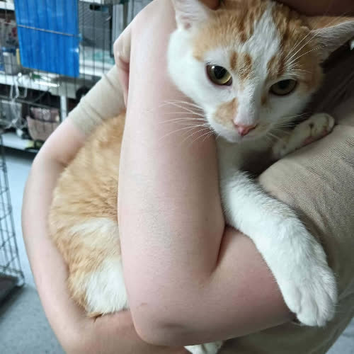 Koty ze schroniska do adopcji Ludwik