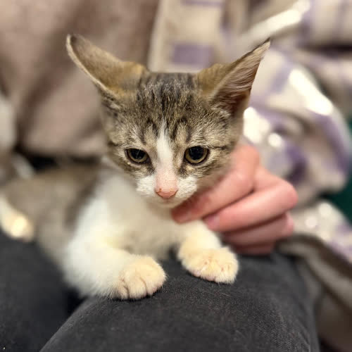 Koty ze schroniska do adopcji Mozaika