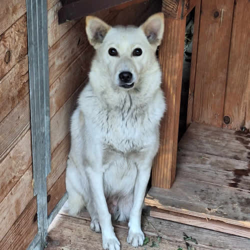 Psy ze schroniska do adopcji Bianca