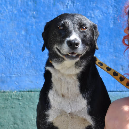 Psy ze schroniska do adopcji Niunia
