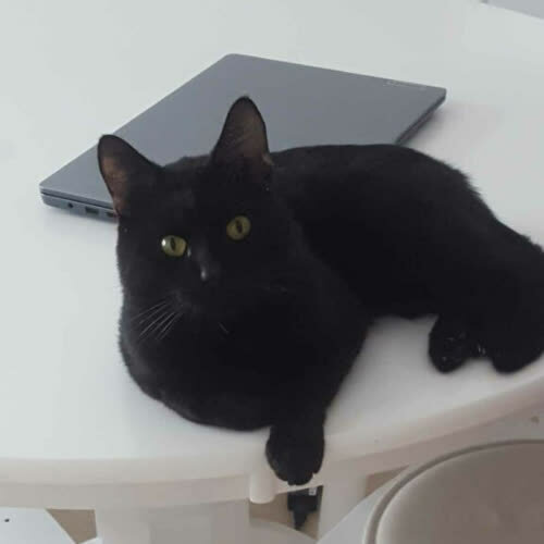 Koty ze schroniska do adopcji Kazu