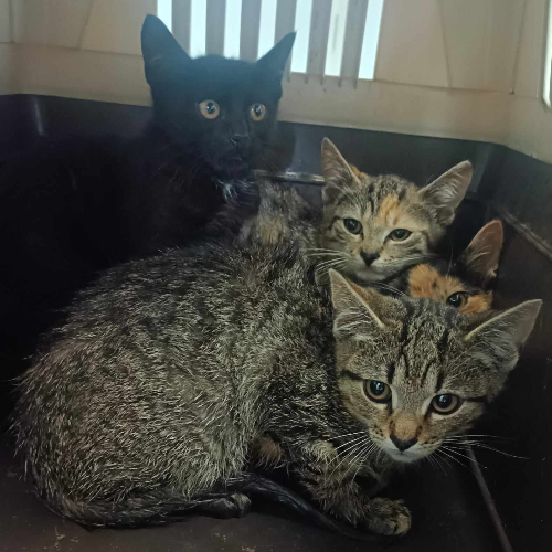 Koty ze schroniska do adopcji Esek1
