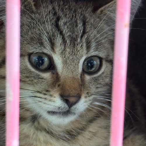 Koty ze schroniska do adopcji Kociak bury 