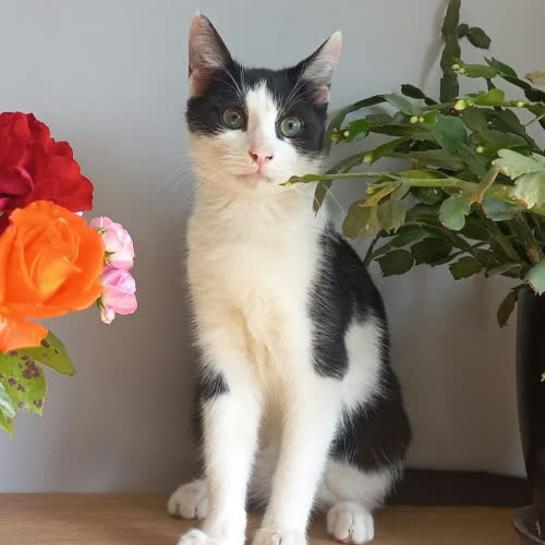 Koty ze schroniska do adopcji KOREK