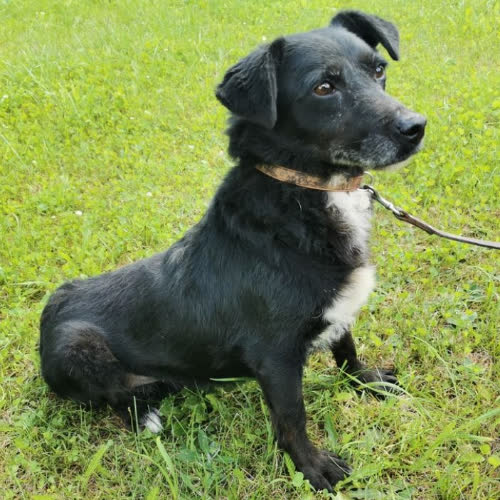 Psy ze schroniska do adopcji Iskierka