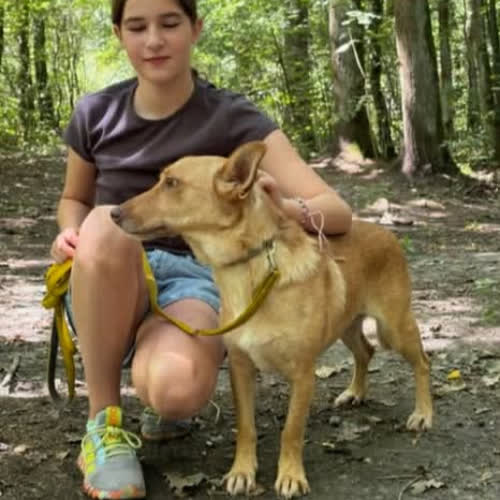 Psy ze schroniska do adopcji Karwia