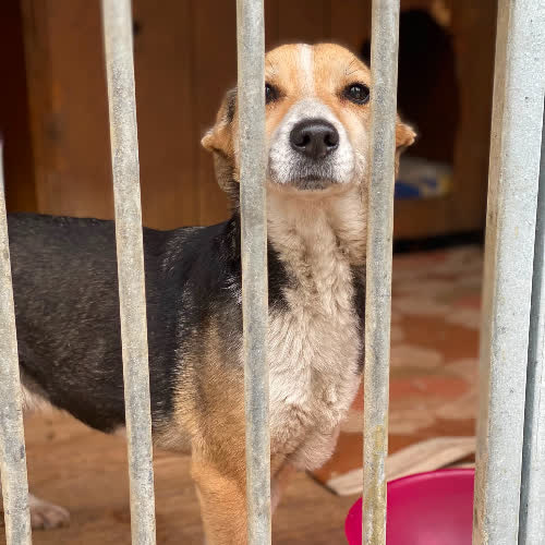 Psy ze schroniska do adopcji Tosia