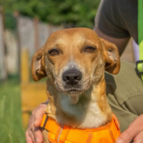 Psy ze schroniska do adopcji Alma