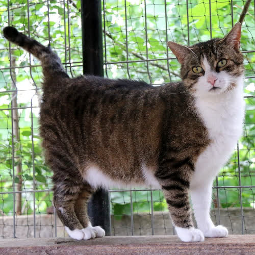 Koty ze schroniska do adopcji Jasiek
