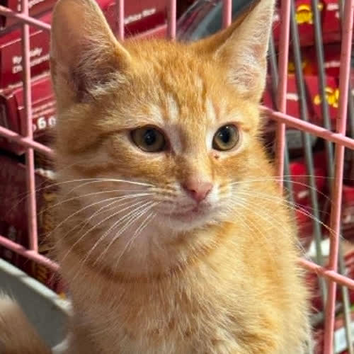 Koty ze schroniska do adopcji Kociak rudy