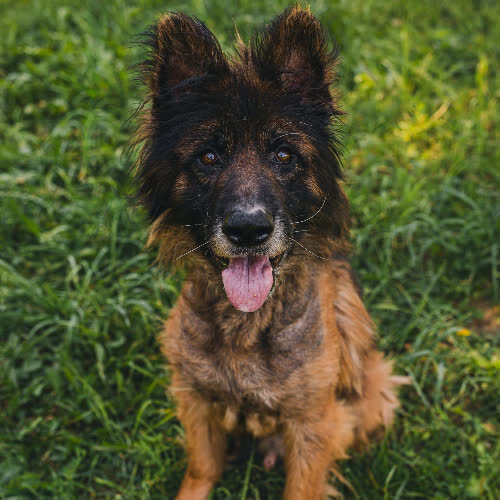 Psy ze schroniska do adopcji Oskar Owczarek