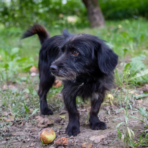 Psy ze schroniska do adopcji Karolek