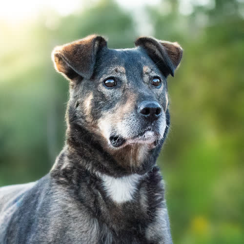Psy ze schroniska do adopcji Przytulas AVATAR