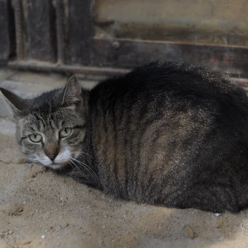 Koty ze schroniska do adopcji Aniczka