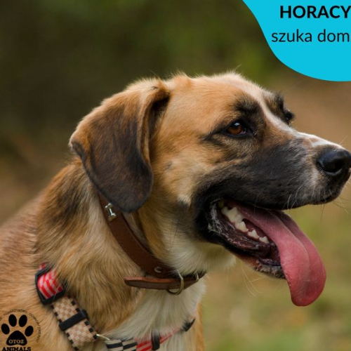 Psy ze schroniska do adopcji Horacy