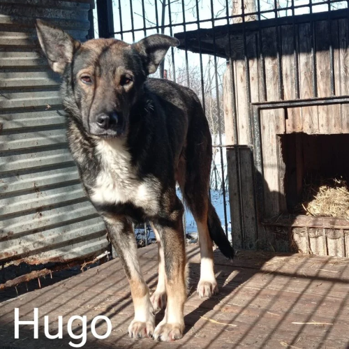 Psy ze schroniska do adopcji Hugo
