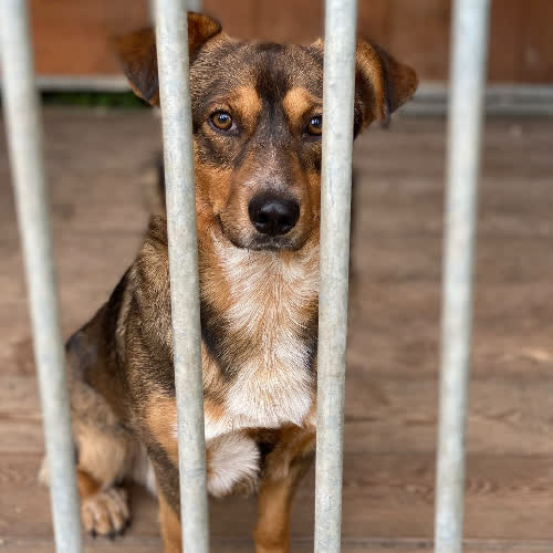 Psy ze schroniska do adopcji Pimpuś