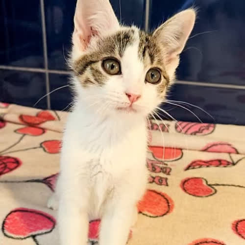 Koty ze schroniska do adopcji Alaska 