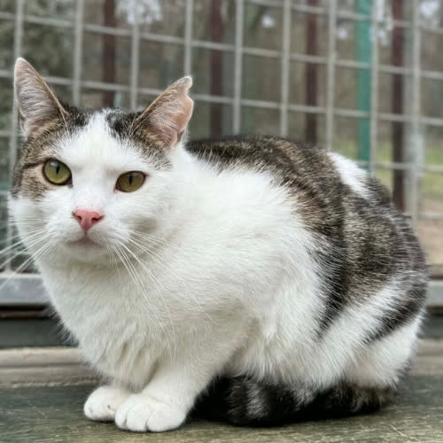 Koty ze schroniska do adopcji Mikuś