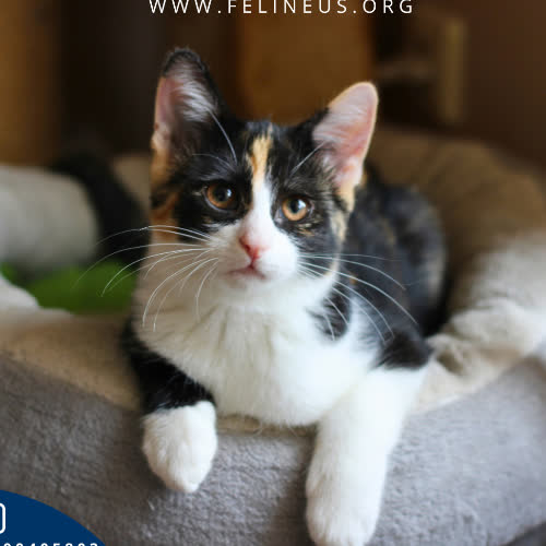 Koty ze schroniska do adopcji Stella