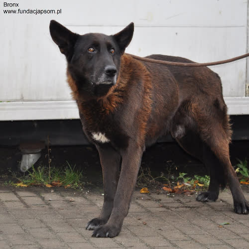 Psy ze schroniska do adopcji Bronx