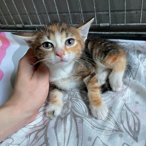 Koty ze schroniska do adopcji Poppy