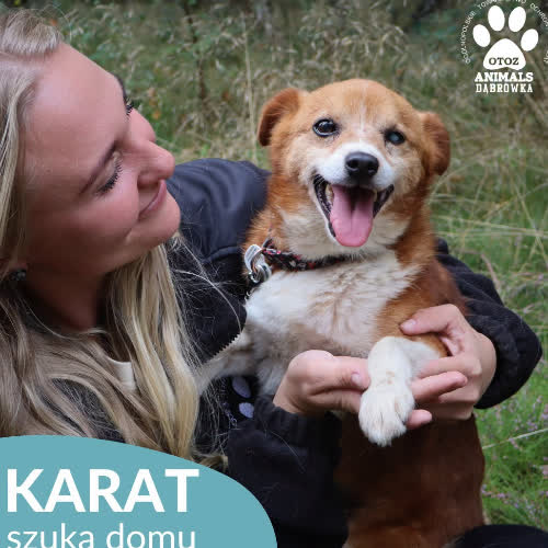 Psy ze schroniska do adopcji Karat