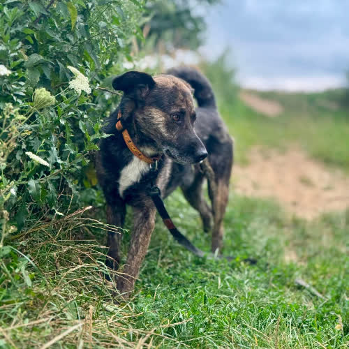 Psy ze schroniska do adopcji Ralf