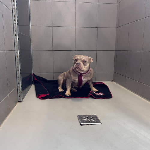 Psy ze schroniska do adopcji Buńka