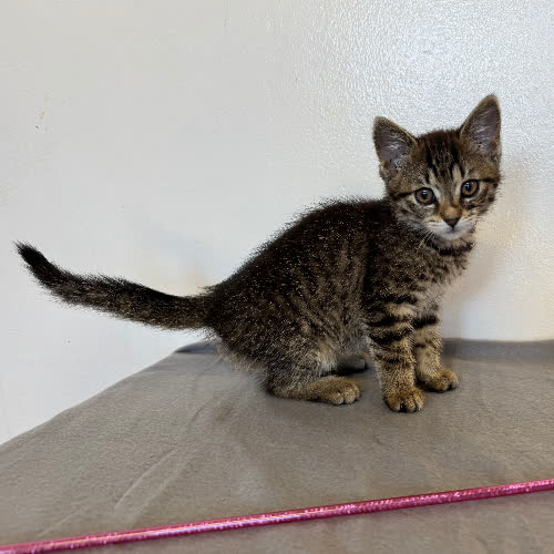 Koty ze schroniska do adopcji Katara