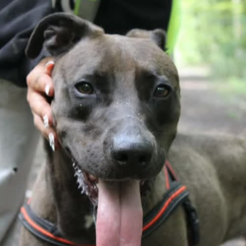Psy ze schroniska do adopcji Kawa