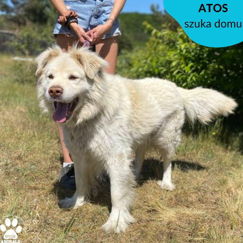 Psy ze schroniska do adopcji Atos