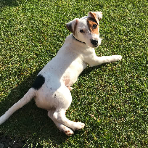Psy ze schroniska do adopcji Jack Russell Terri