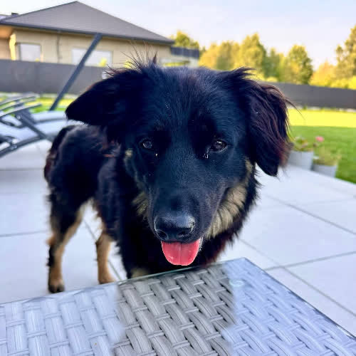 Psy ze schroniska do adopcji Oponka 