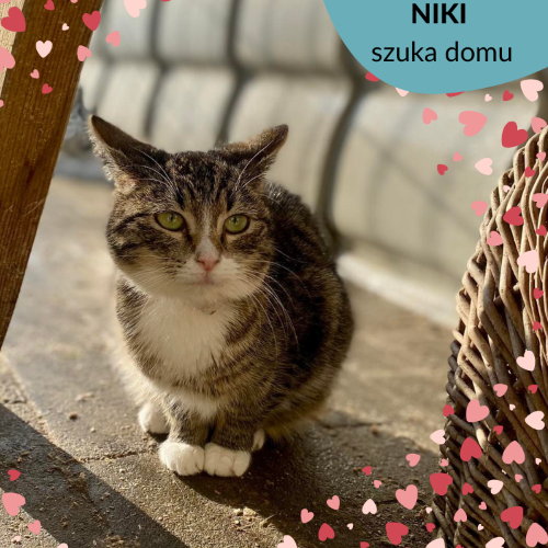 Koty ze schroniska do adopcji Niki