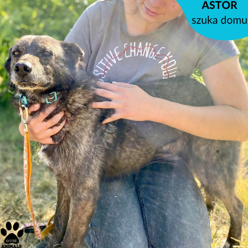 Psy ze schroniska do adopcji Astor