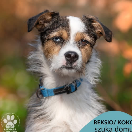 Psy ze schroniska do adopcji Reksio