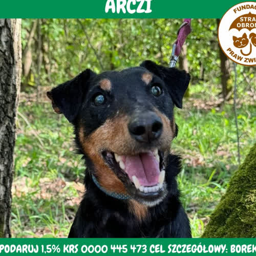 Psy ze schroniska do adopcji ARCZI