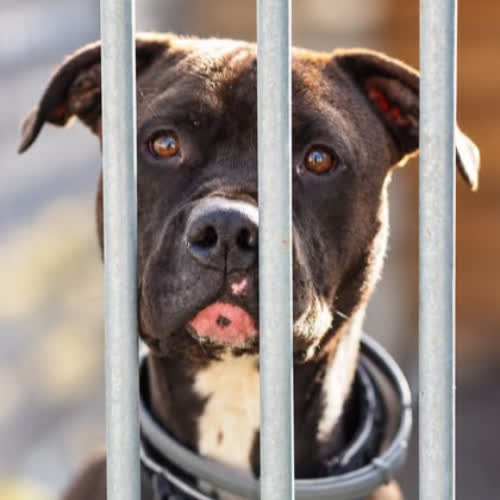 Psy ze schroniska do adopcji Ares