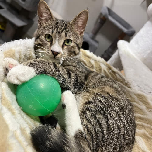 Koty ze schroniska do adopcji Pestka i Groszek